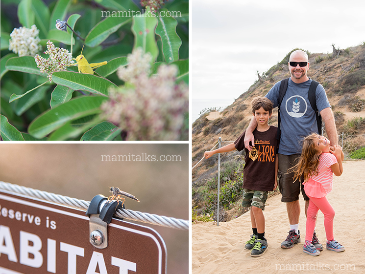 torrey-pines-fun-hike-see-insects-mamitalks