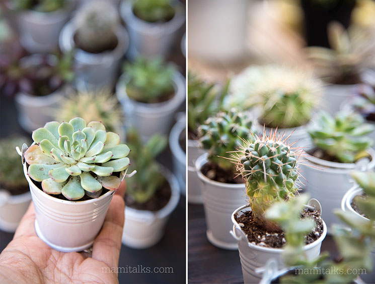 Beautiful Mini Cactus and Succulents in mini buckets -MamiTalks.com