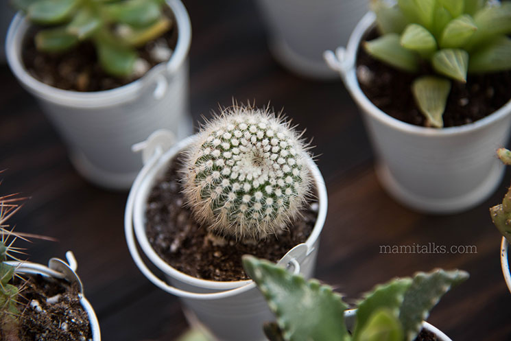 Mini cactus para recuerditos de fiestas en botecitos blancos. -MamiTalks.com