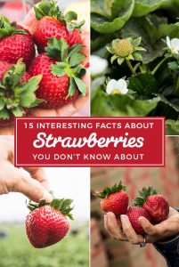 Learn 15 interesting facts about strawberries, health benefits, CA farming and more! You will be eating more strawberries than ever before! -MamiTalks.com