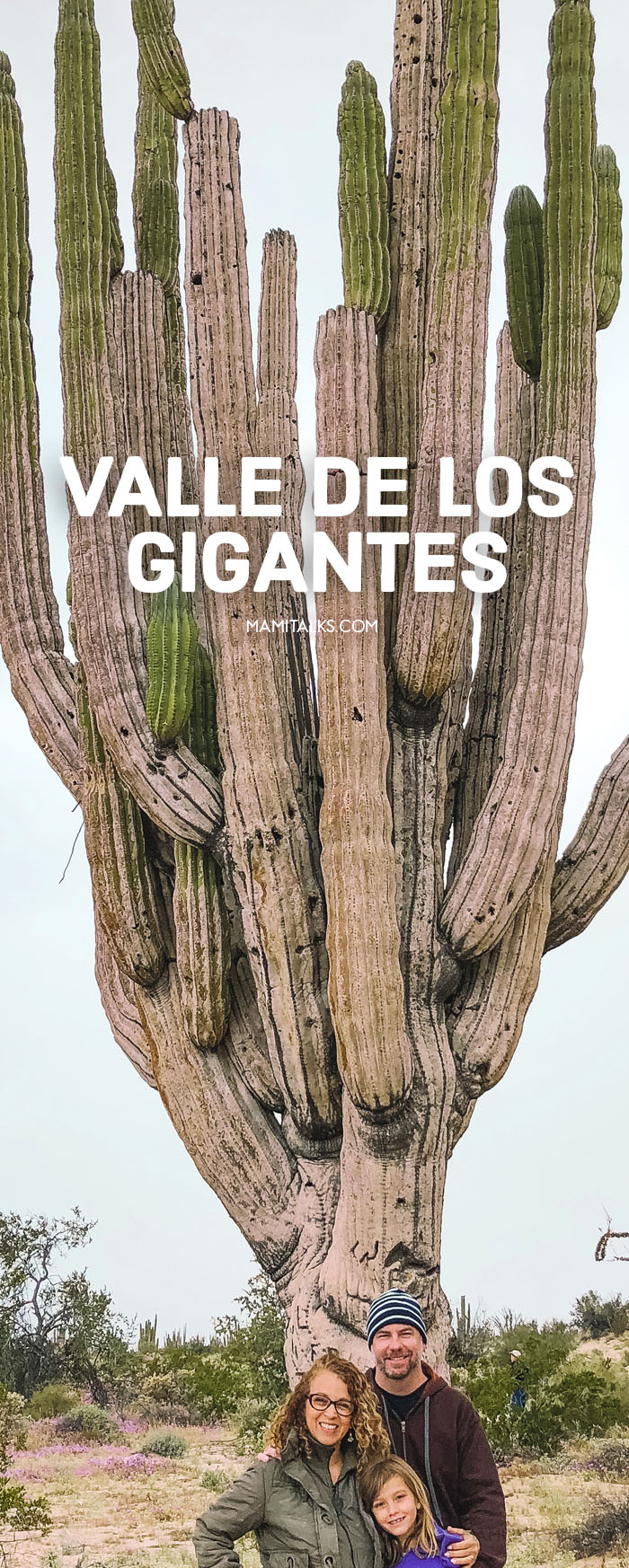 Valle de los Gigantes , photo of huge Cardon Cactus. -MamiTalks.com