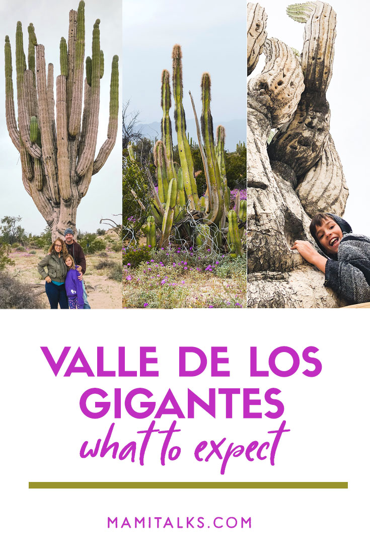 Huge Cardon Cactus, Valle de Los Gigantes San Felip Mexico. -MamiTalks.com