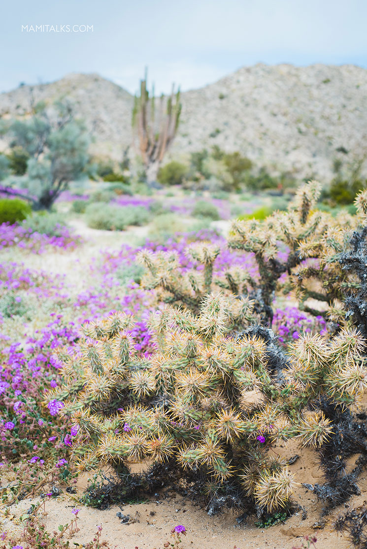 Blooming desert San Felipe Mexico. MamiTalks.com