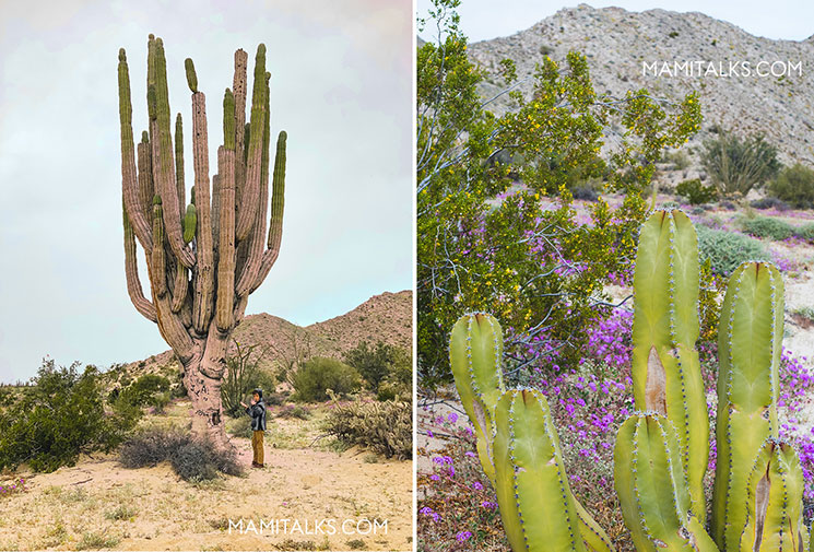 Cardon cactus Valle de los Gigantes. MamiTalks.com