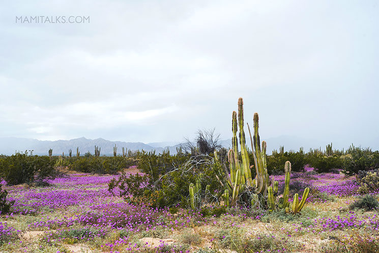 Paisaje desértico con cactus. Valle de los Gigantes mini photoshoot with kids. MamiTalks.com