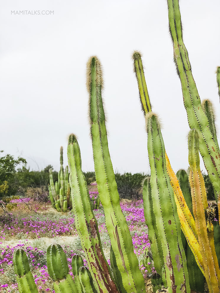 Valle de los Gigantes con flores en Mexico. MamiTalks.com