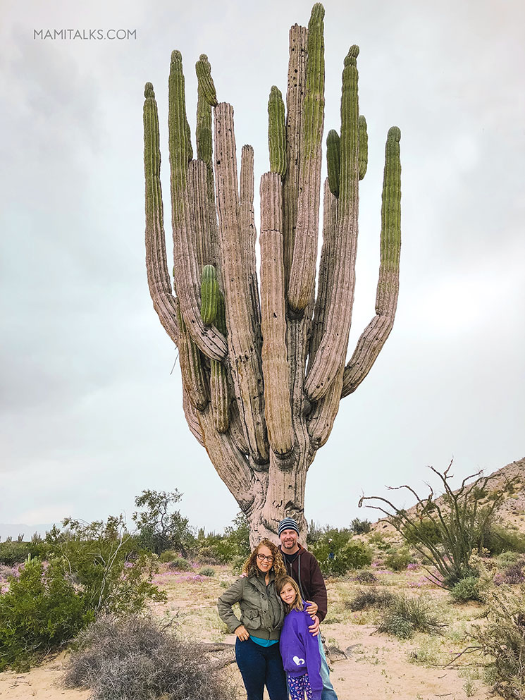 Valle de los Gigantes en Mexico, giant cacti. MamiTalks.com