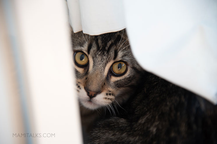 new Kitty hiding behind curtains -MamiTalks.com