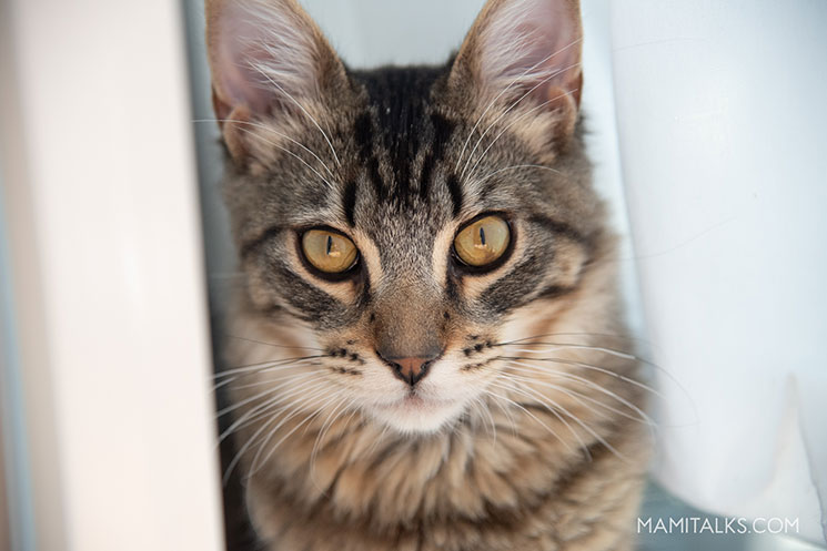new kitty Lokis -MamiTalks.com