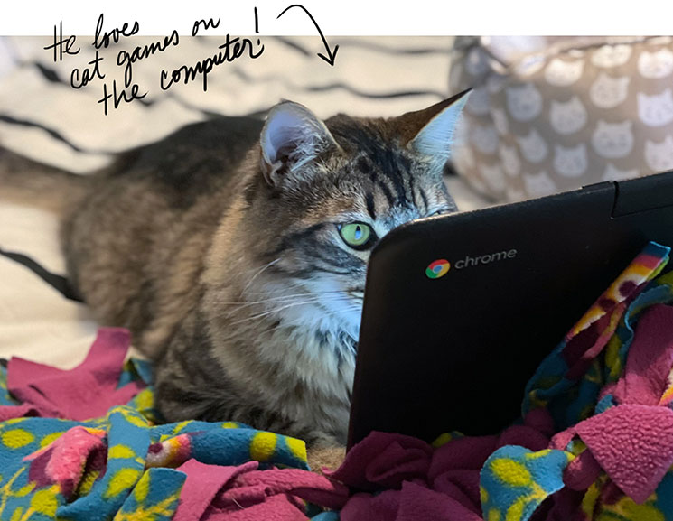 Cat paying attention to computer. -MamiTalks.com